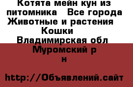 Котята мейн-кун из питомника - Все города Животные и растения » Кошки   . Владимирская обл.,Муромский р-н